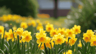 Seasonal Gardening Tips: Preparing Your Yard for Spring Bloom